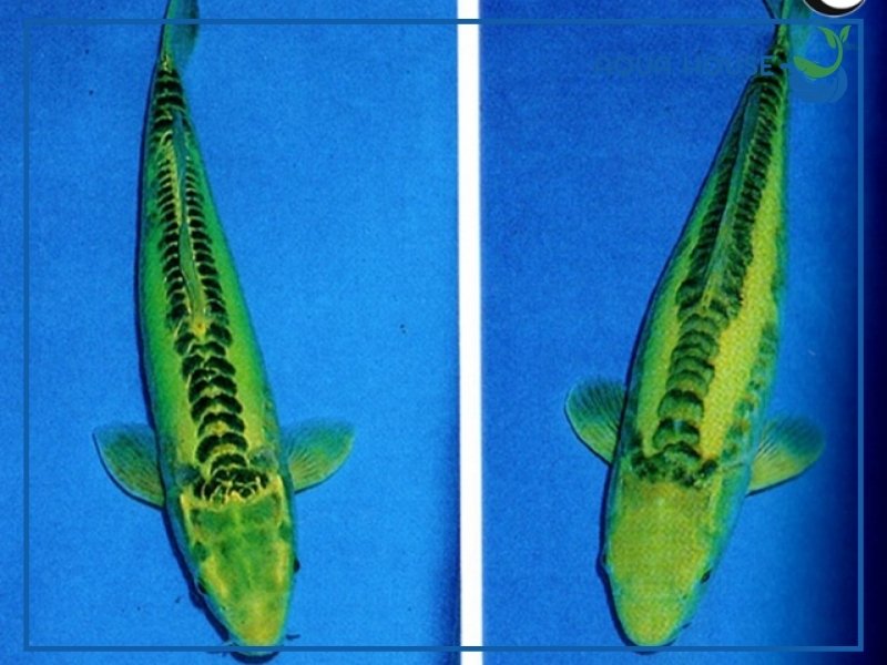 Kinh nghiệm nuôi cá koi màu xanh cho người mới