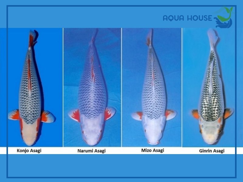 Các loại cá koi màu xanh phổ biến hiện nay