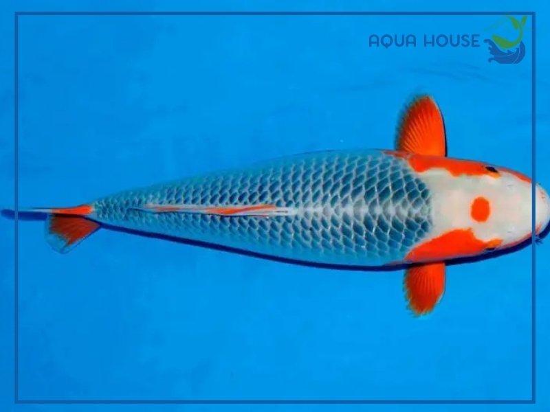 Cá koi màu xanh là gì? Đặc điểm nổi bật