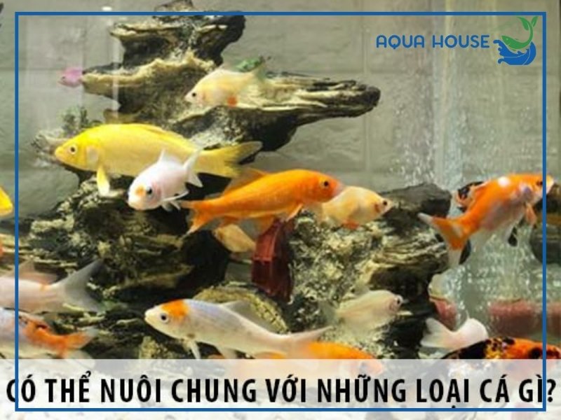 Cá Koi Mini Nuôi Chung Cá Gì? Gợi Ý Các Loài Phù Hợp Nhất 34 Cá Koi Mini Nuôi Chung Cá Gì Phù Hợp Nhất?