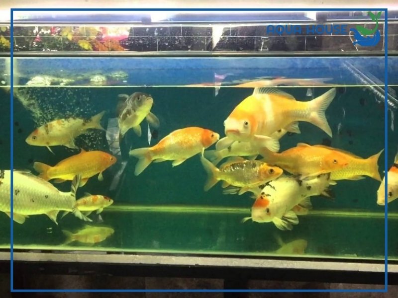 Cá Koi Mini Nuôi Chung Cá Gì? Gợi Ý Các Loài Phù Hợp Nhất 35 Một Số Lưu Ý Khi Nuôi Cá Koi Mini Chung Với Cá Khác