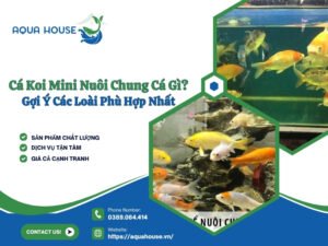 Cá koi mini chung với cá gì