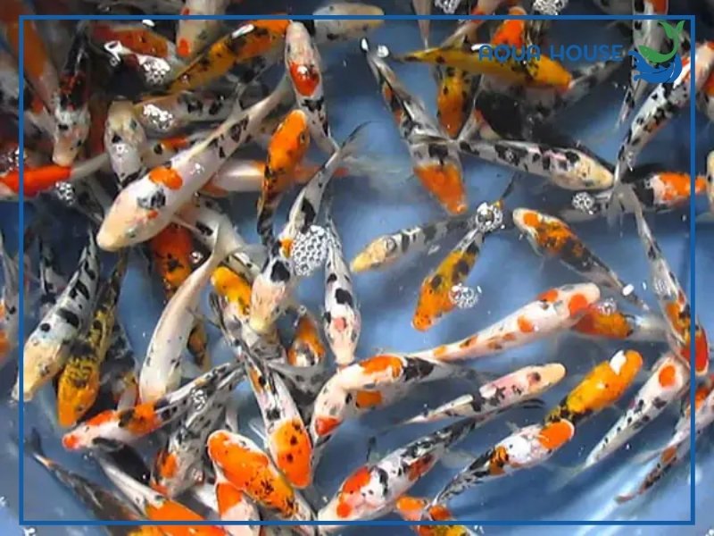 Cá Koi Mini Nuôi Chung Cá Gì? Gợi Ý Các Loài Phù Hợp Nhất 33 Đặc Điểm Của Cá Koi Mini Khi Nuôi Chung