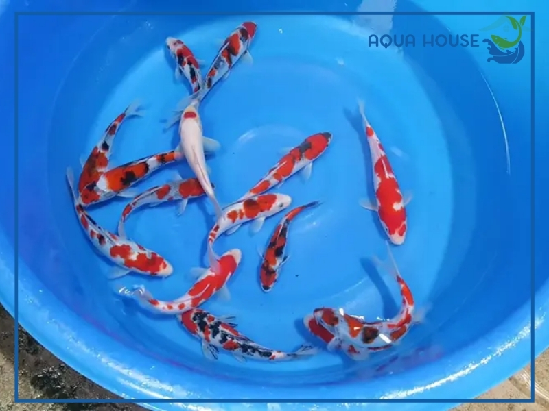 Cách Nuôi Cá Koi Nhật Tosai Mau Lớn Lên Màu Đẹp