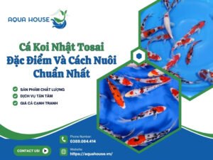 Cá koi nhật Tosai