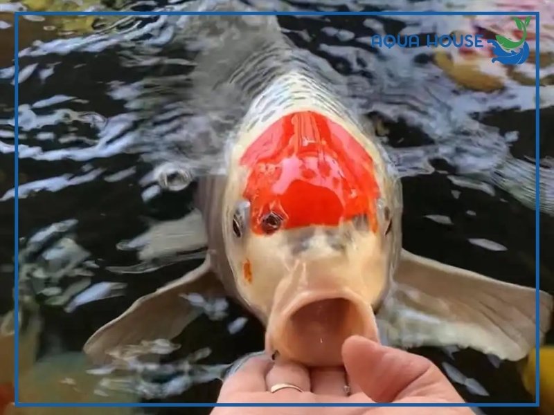 Cá Koi Nhịn Ăn Được Bao Lâu?