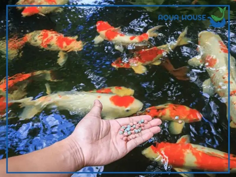 Cách Xử Lý Khi Cá Koi Bỏ Ăn