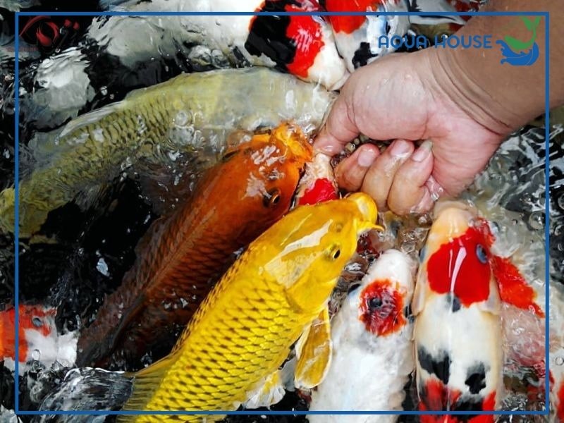 Khi Nào Cá Koi Nhịn Ăn Là Bình Thường?