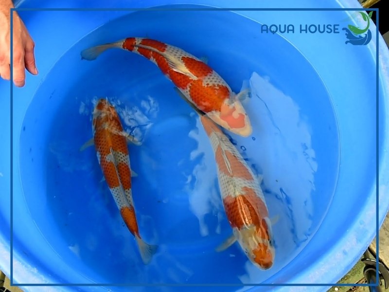 Nguồn Gốc Và Ý Nghĩa Cá Koi Ochiba