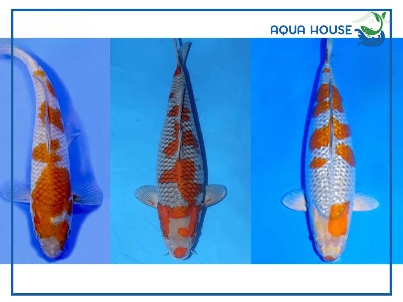 Cách Nuôi Cá Koi Ochiba Khỏe Mạnh