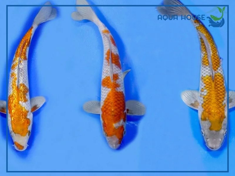 Đặc Điểm Nhận Biết Cá Koi Ochiba