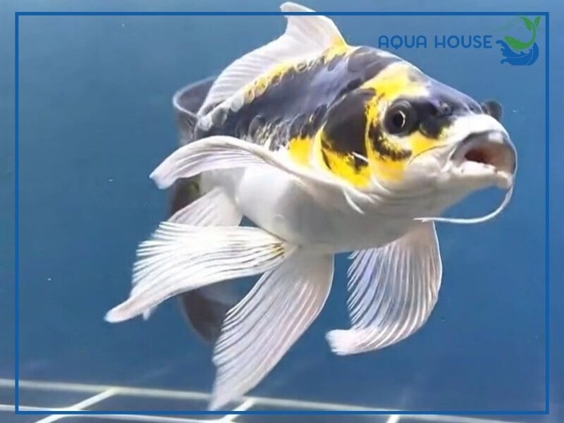 Đặc Điểm Cá Koi Panda Và Cách Nuôi Hiệu Quả Tại Nhà 33 Đặc Điểm Nhận Biết Cá Koi Panda