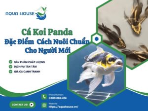 Cá koi panda