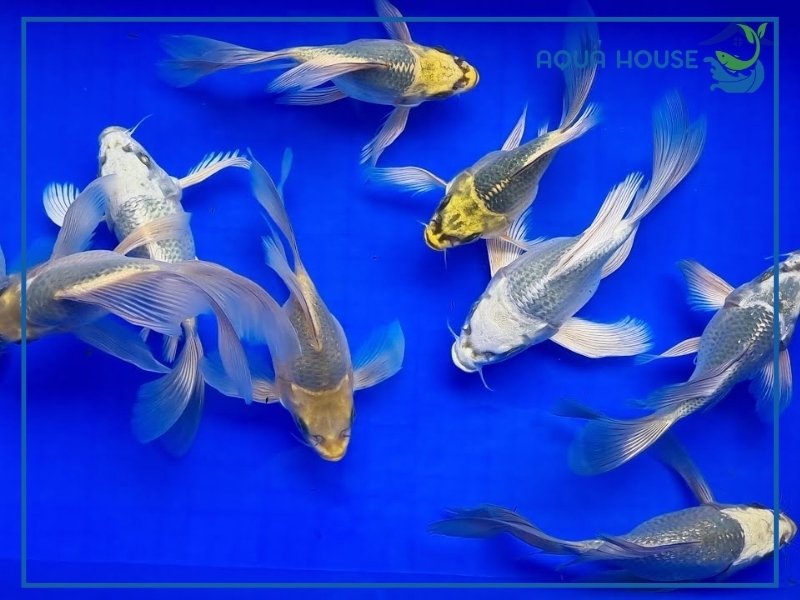 Đặc Điểm Cá Koi Panda Và Cách Nuôi Hiệu Quả Tại Nhà 34 Các Loại Cá Koi Panda Phổ Biến