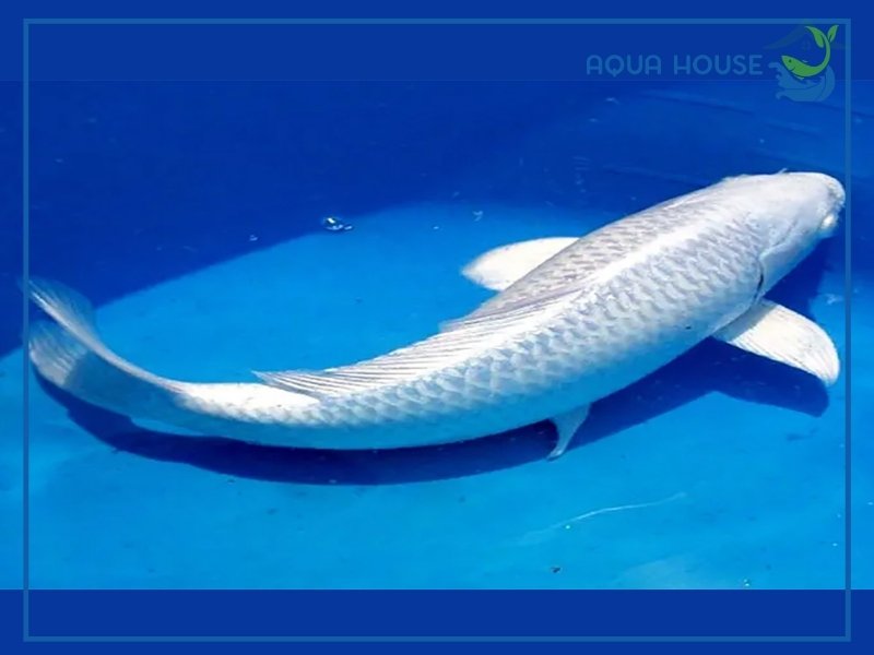 Cá Koi Platinum Có Gì Đặc Biệt? Ý Nghĩa Và Cách Nuôi Hiệu Quả 35 Ý Nghĩa Phong Thủy Của Cá Koi Platinum