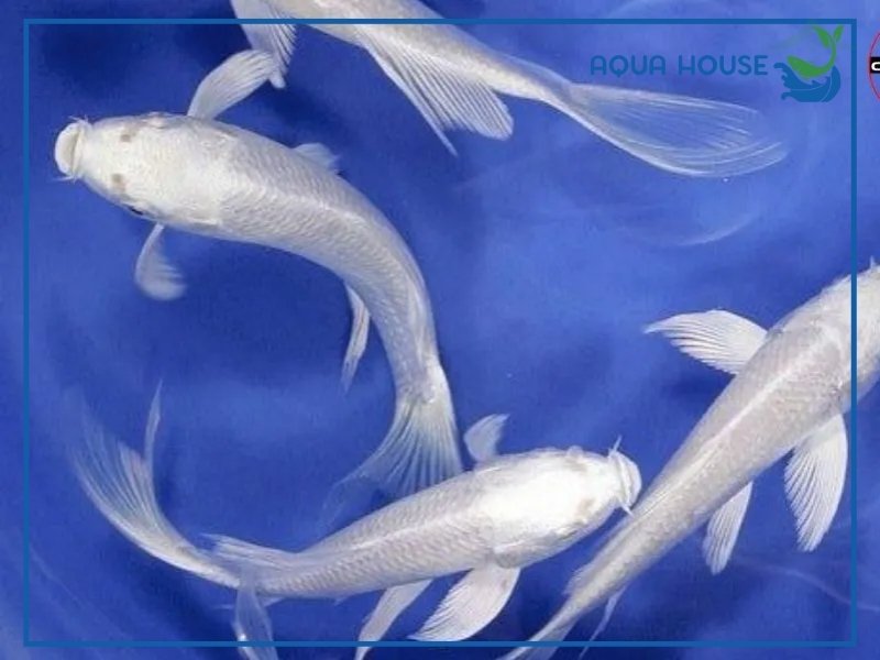 Cá Koi Platinum Có Gì Đặc Biệt? Ý Nghĩa Và Cách Nuôi Hiệu Quả 34 Các Loại Cá Koi Platinum Phổ Biến
