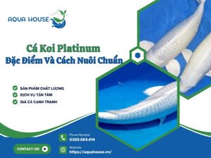 Cá koi platinum