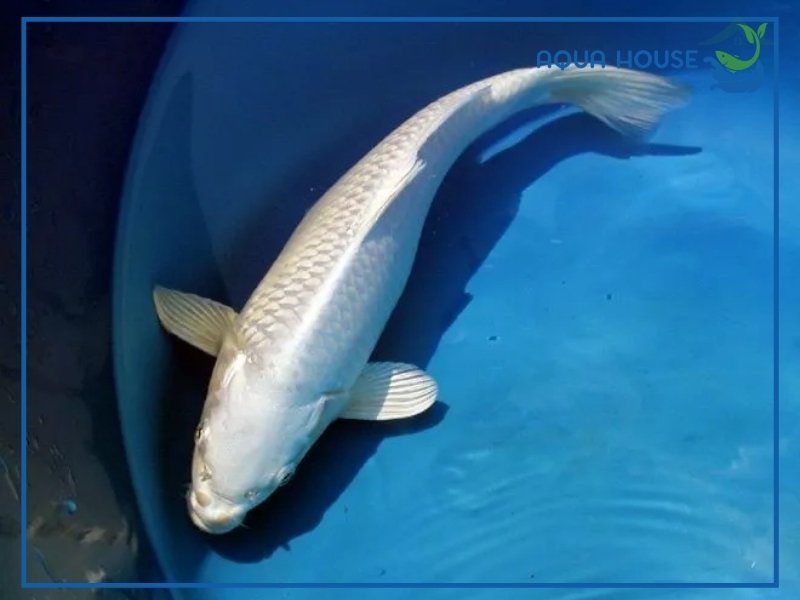 Cá Koi Platinum Có Gì Đặc Biệt? Ý Nghĩa Và Cách Nuôi Hiệu Quả 33 Đặc Điểm Nhận Biết Cá Koi Platinum