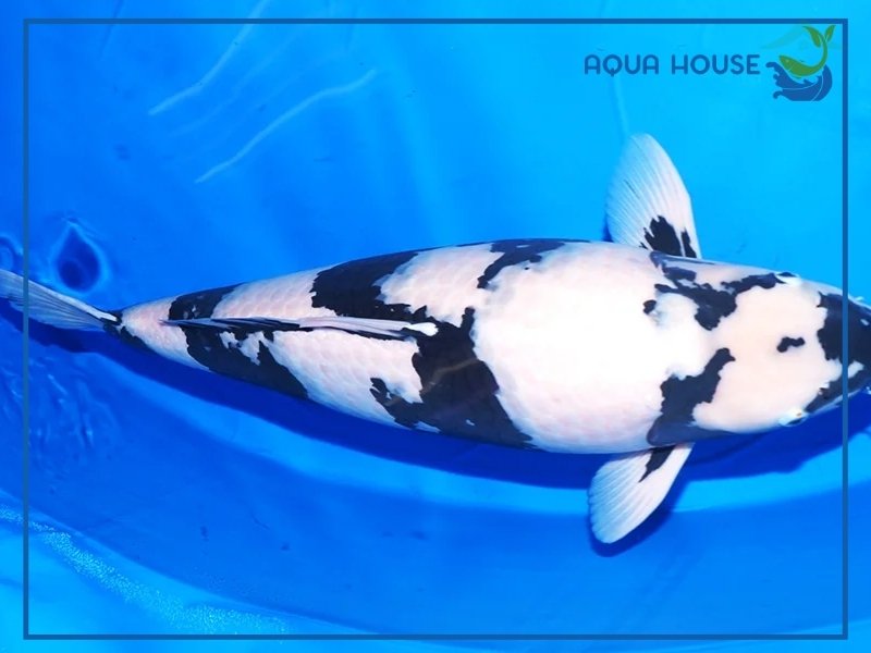 Cá Koi Shiro: Đặc Điểm Và Cách Nuôi Chuẩn 33 Đặc Điểm Nhận Biết Cá Koi Shiro