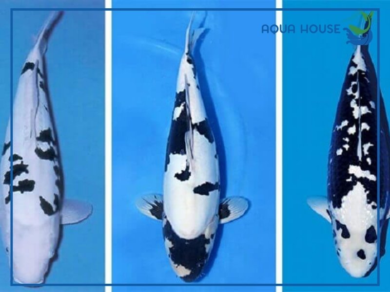 Cá Koi Shiro: Đặc Điểm Và Cách Nuôi Chuẩn 34 Các Dòng Cá Koi Shiro Phổ Biến