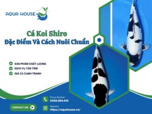 Cá koi shiro