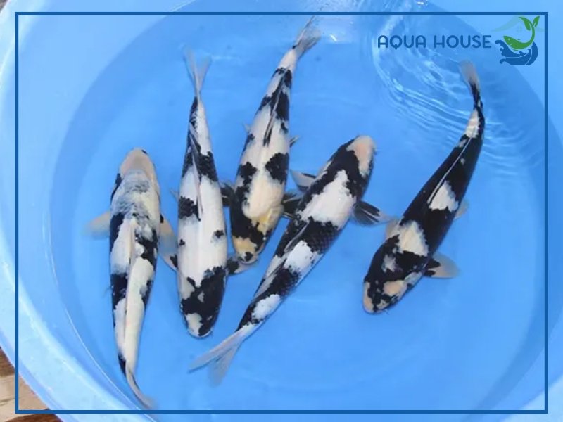 Cá Koi Shiro: Đặc Điểm Và Cách Nuôi Chuẩn 35 Những Lưu Ý Khi Nuôi Cá Koi Shiro