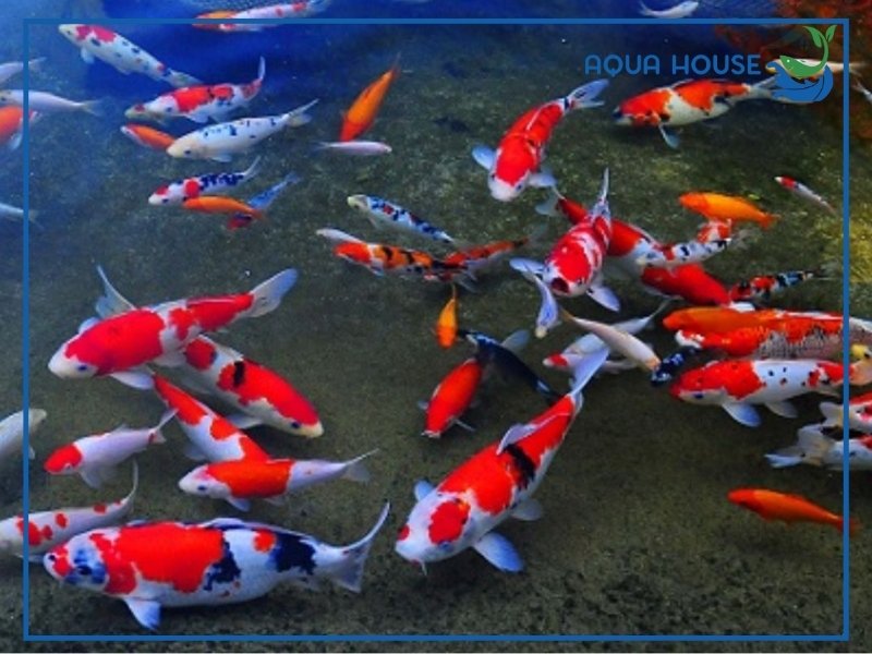 Cá Koi Sống Nước Mặn Hay Ngọt? Giải Đáp Chi Tiết 35 Cá Koi Có Sống Được Trong Nước Lợ Không?