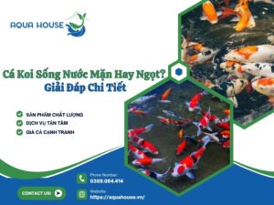 Cá koi sống nước mặn hay nước ngọt