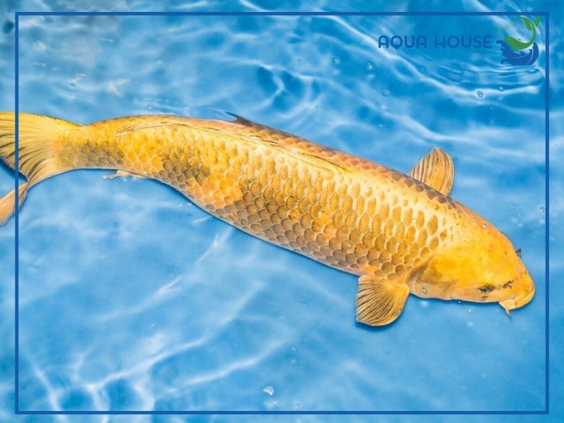Cá Koi Vàng Ánh Kim Có Gì Đặc Biệt? Cách Chọn Cá Đẹp 33 Cá koi vàng ánh kim là gì?