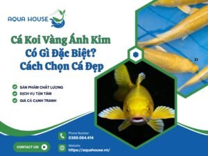 Cá koi vàng ánh kim