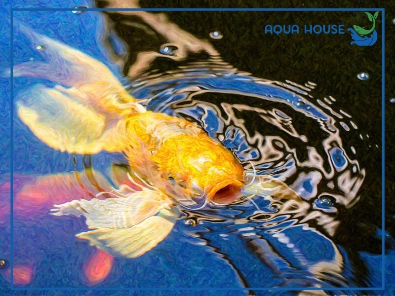 Cá Koi Vàng Ánh Kim Có Gì Đặc Biệt? Cách Chọn Cá Đẹp 35 Kinh nghiệm chọn mua cá koi vàng ánh kim đẹp