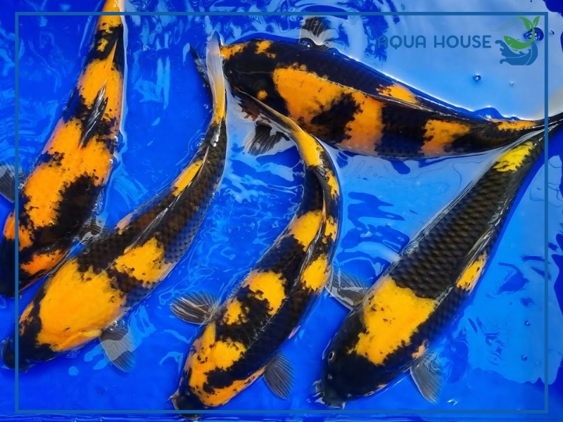 Ý Nghĩa Phong Thủy Của Cá Koi Vàng Đen