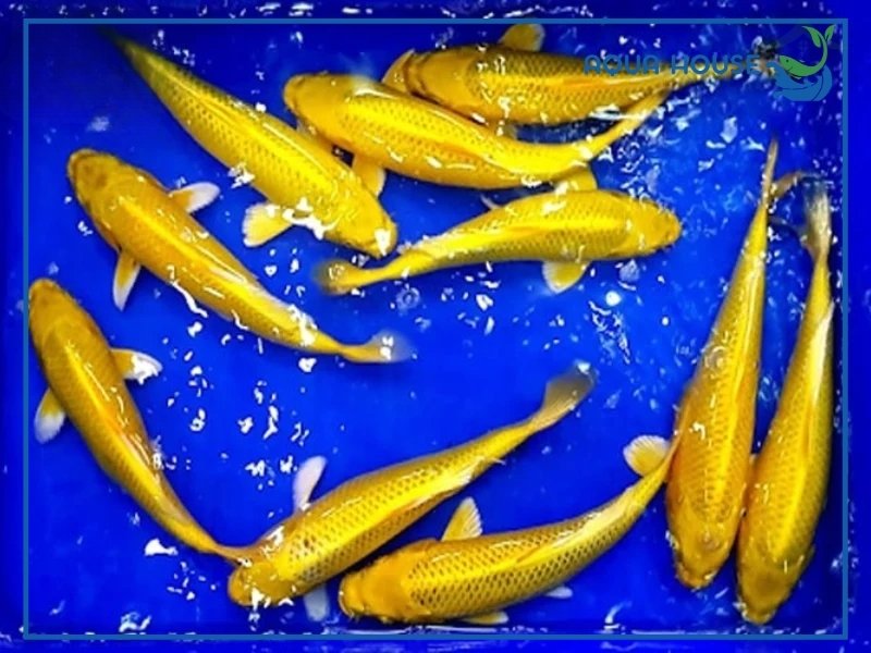 Cách Chọn Cá Koi Yamabuki Đẹp, Chuẩn