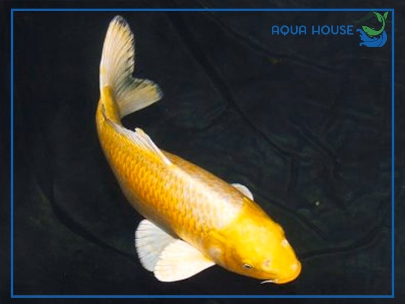 Cách Nuôi Cá Koi Yamabuki Khỏe Mạnh Lên Màu Đẹp