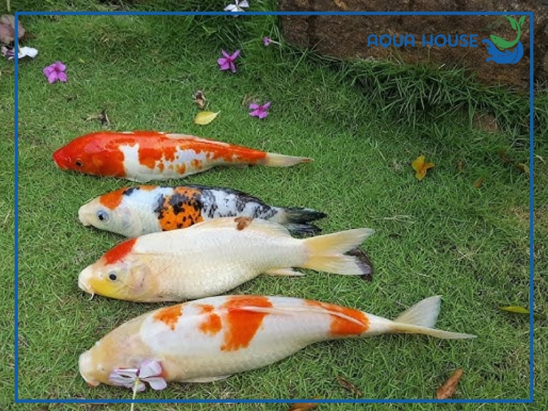 Nguyên nhân khiến cá koi bị thiếu oxy
