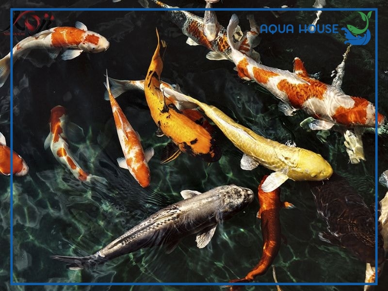 Cách cứu cá koi bị thiếu oxy khẩn cấp