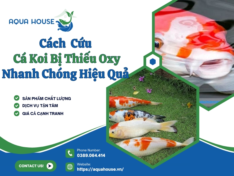 Cách cứu cá koi bị thiếu oxy