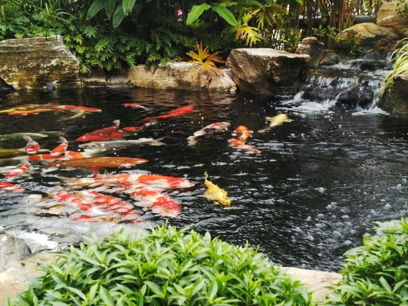Cách phòng tránh hồ cá koi bị cúp điện