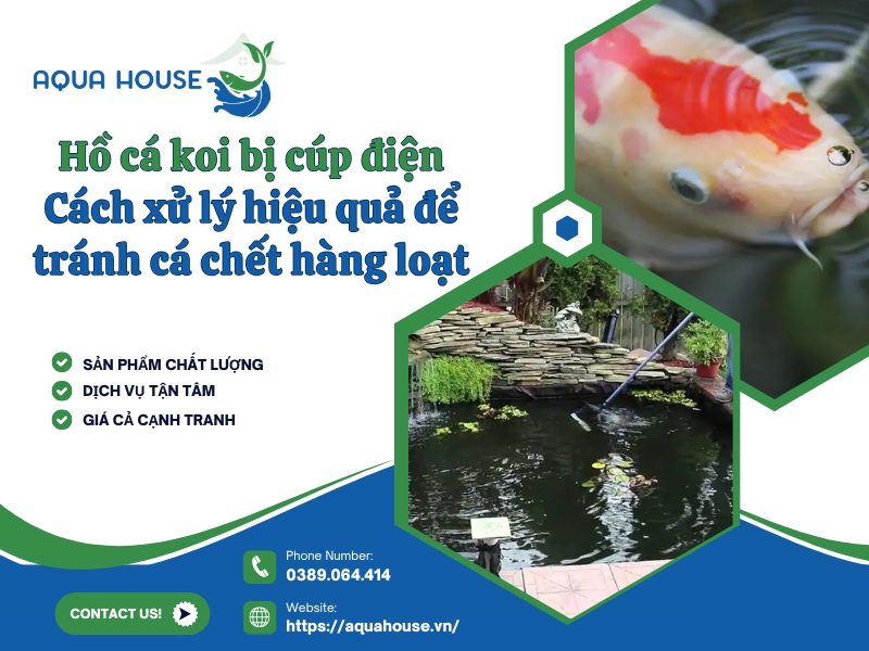 Hồ cá koi bị cúp điện