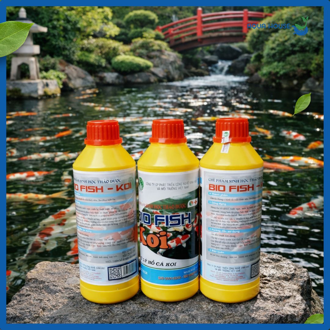 Men Vi Sinh BIO KOI Fish – Ổn Định Nước, Tăng Đề Kháng Cho Cá Koi 8 BIO KOI Fish chuyen xu ly nuoc ho ca koi