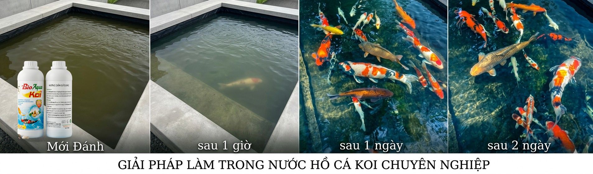 Men Vi Sinh Bio AQUA KOI Tinh Chất Tỏi – Tăng Đề Kháng, Trị Đường Ruột, Làm Trong Nước 5 Xử lý nước hồ cá koi với vi sinh bio aqua koi