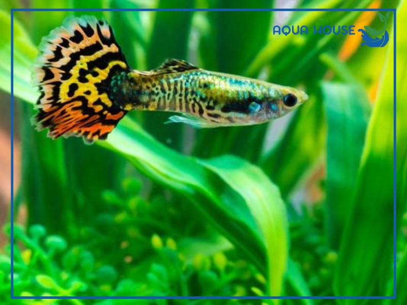 Cá 7 Màu Ăn Gì? Thức Ăn Cho Cá 7 Màu