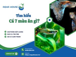 Cá 7 màu ăn gì