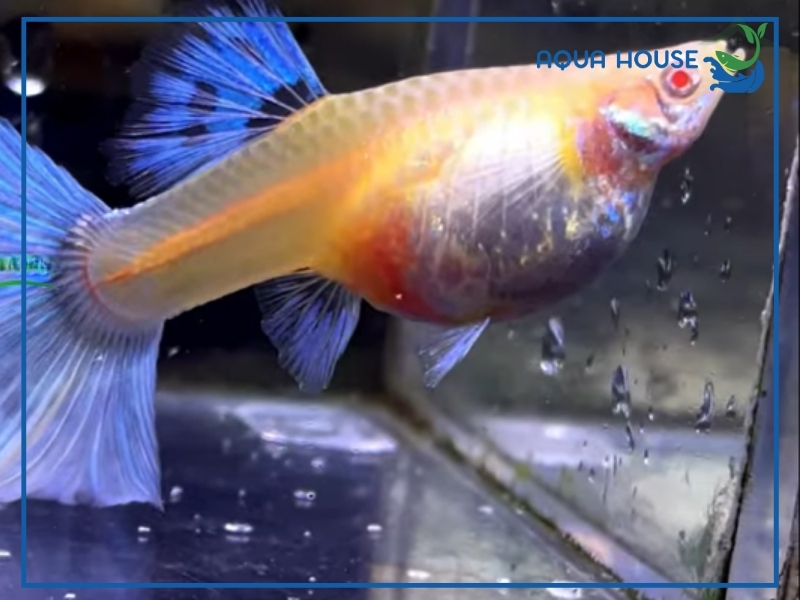 Cá 7 Màu Bao Lâu Thì Đẻ?