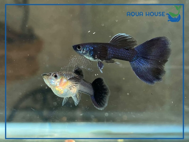 Dấu Hiệu Cá 7 Màu Sắp Đẻ