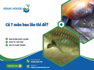 Cá 7 màu bao lâu thì đẻ