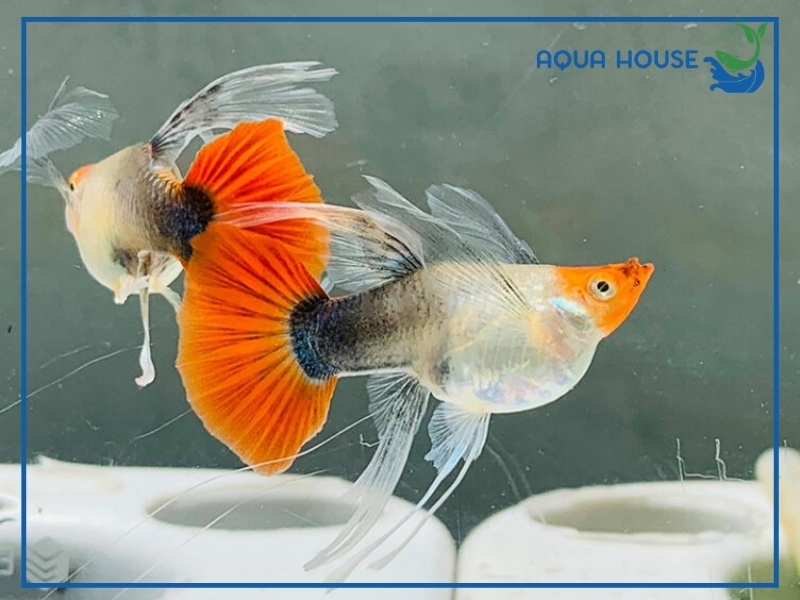 Cách Chăm Sóc Cá 7 Màu Khi Mang Thai