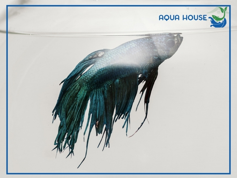 Nguyên Nhân Khiến Cá 7 Màu Bị Túm Lắc
