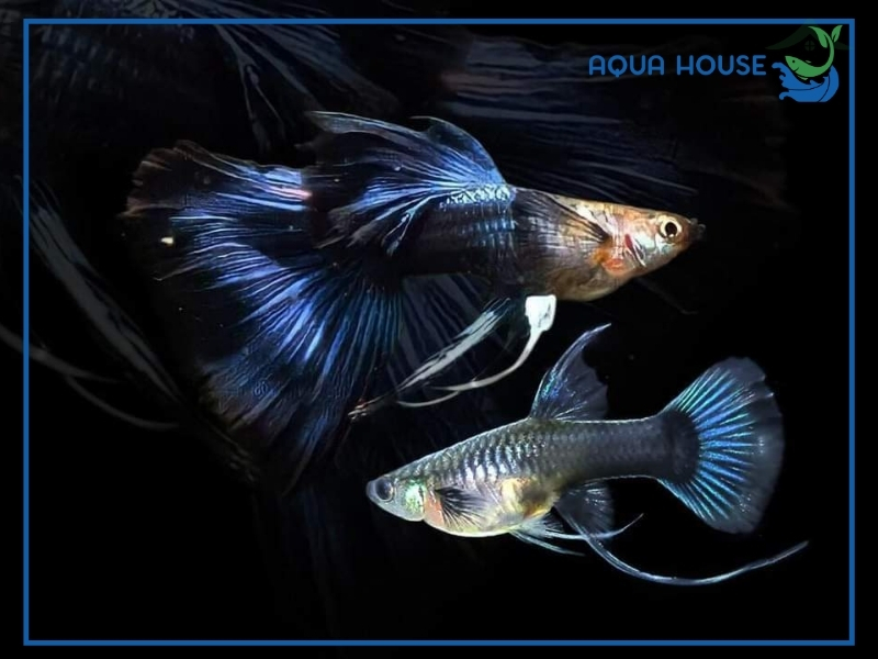 Cách Điều Trị Cá 7 Màu Bị Túm Lắc Hiệu Quả