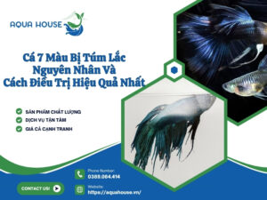 Cá bảy màu bị túm lắc